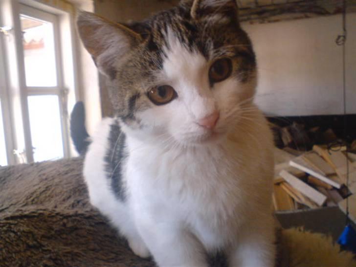 Blanding af racer Venus  - 9) Nyt billede 9