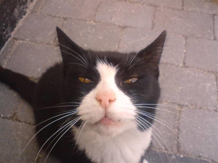 Blanding af racer Sort Mis - 8) Simpelhen Fotogen hun er xb ..  billede 8