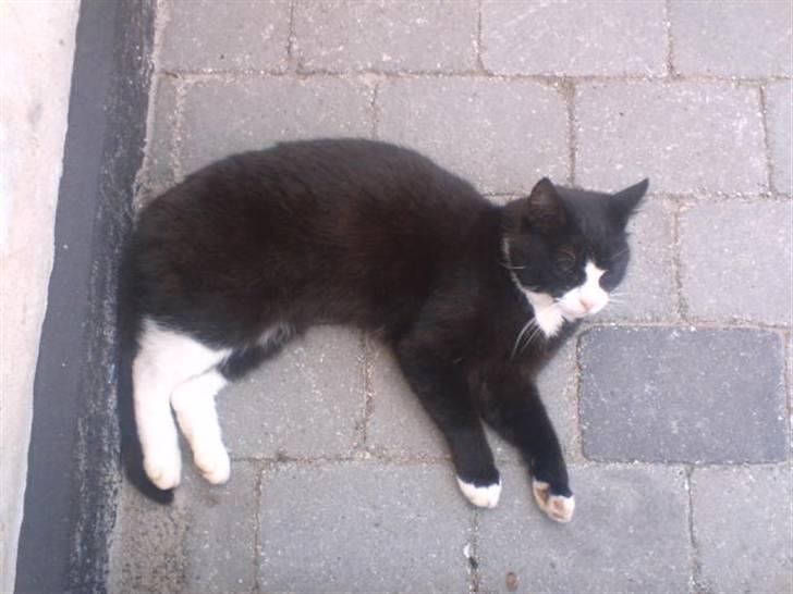 Blanding af racer Sort Mis - 9) Nyt billede 9