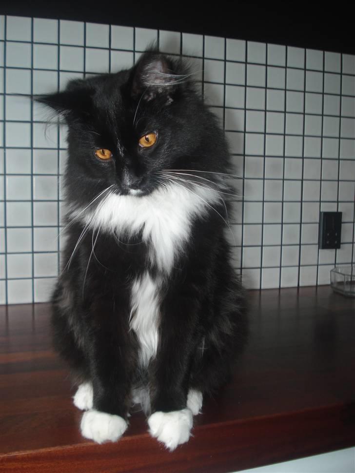 Maine Coon R.I. P min lille dreng,  Mega Good-Will " Willow" - Maine Coon Mega Willow. (17 jini-08) Vægt 4.2 kg Mors charmetrold billede 1