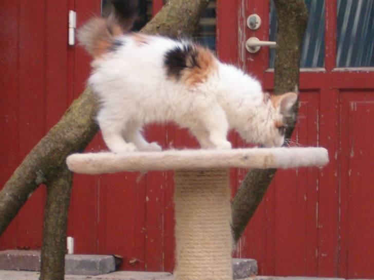 Maine Coon hope´s perle - ser bare skøn ud billede 3