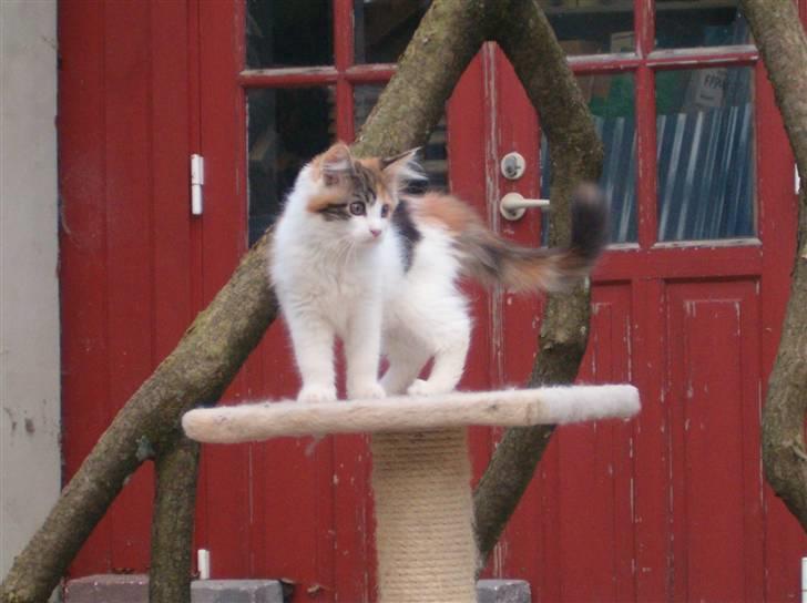 Maine Coon hope´s perle - Igen et billed som jeg har leget lidt med billede 4