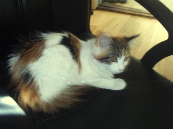 Maine Coon hope´s perle - nyt bil. 29/5-08 billede 5