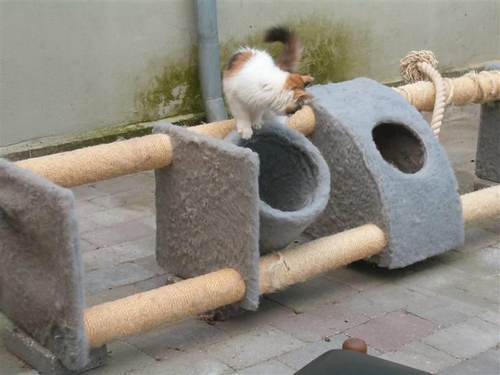 Maine Coon hope´s perle - hope her sammen med en store søster billede 6