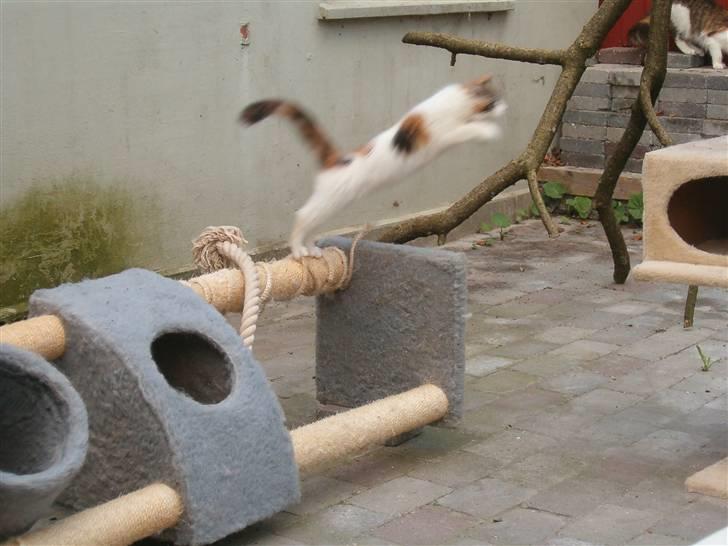 Maine Coon hope´s perle - elsker dette, da hun ligner en som gør sig dejlig billede 7