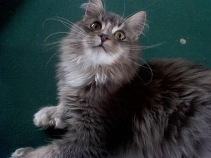 Maine Coon Emmy - flyttet billede 3