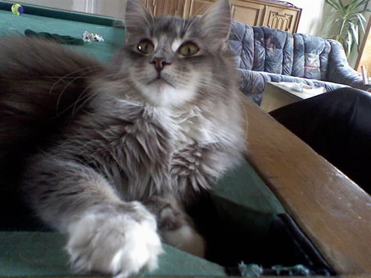 Maine Coon Emmy - flyttet billede 4