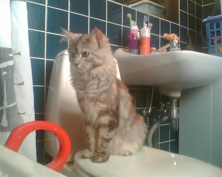 Maine Coon Nataja billede 20