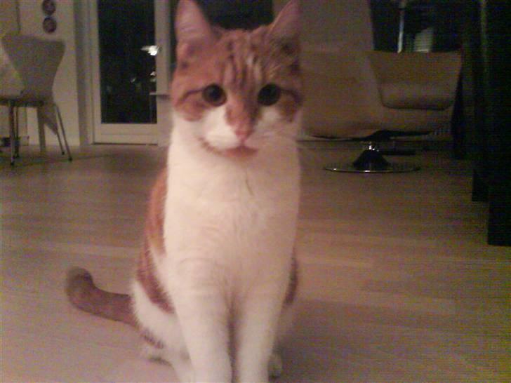 Blanding af racer Cosmo (DØD) - hehe, Fint nok? billede 3