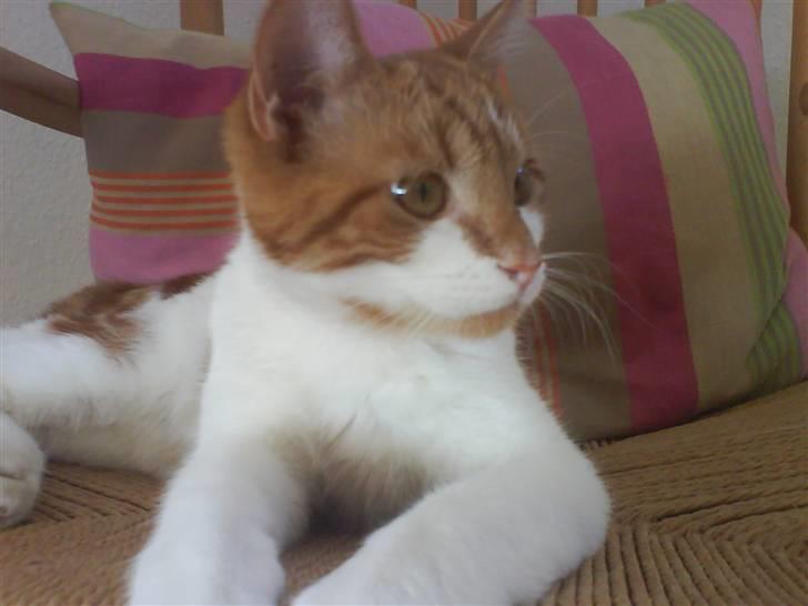 Blanding af racer Cosmo (DØD) - Hey! der er en lækker hun kat hende må jeg ha! billede 4