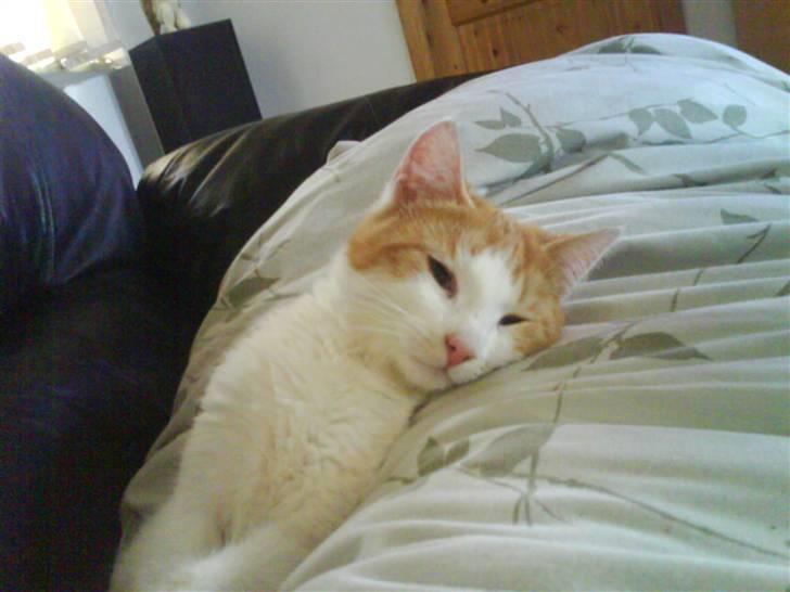 Huskat Toffi billede 1