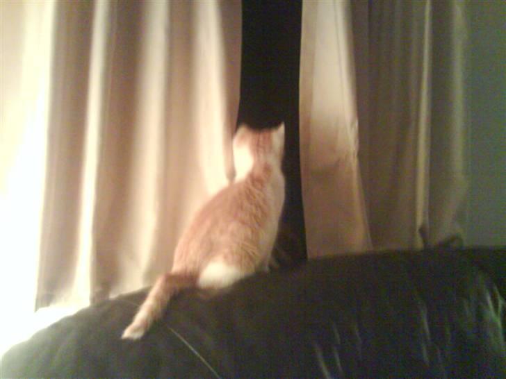 Huskat Toffi - Hver gang der kommer en bil ind i gårdspladsen skynder han sig hen for at se hvem det er :-) billede 2