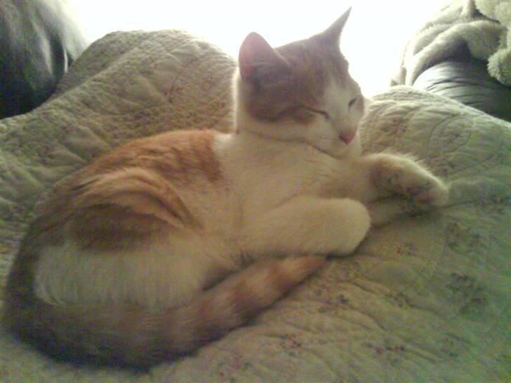 Huskat Toffi billede 3