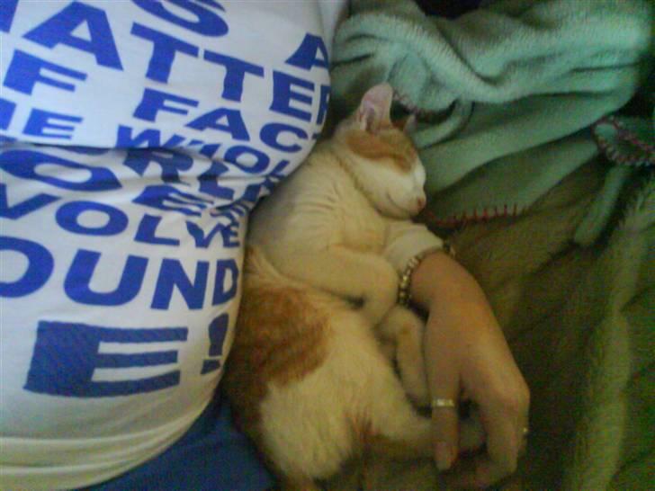 Huskat Toffi - Ligger vamt ved siden af min gravide mave smiler billede 4