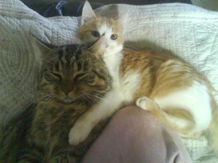 Huskat Toffi - Her ligger han ved siden af sin far.. men det er ikk så langtid af gangen for han kan ikk lade være med at drille ham den fede hehe billede 5