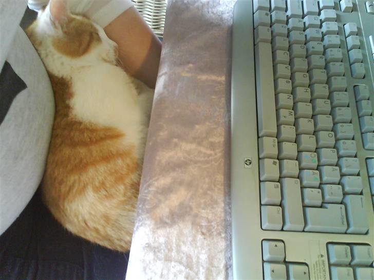 Huskat Toffi - der er næsten ikk mere plads til at være med ved computeren hehe Min mave fylder det hele :-) billede 6