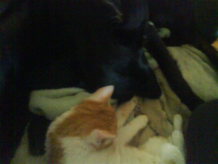 Huskat Toffi - Ligger sammen med vores hund luna.. billede 7