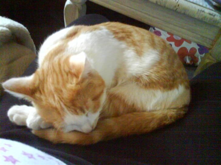 Huskat Toffi billede 8