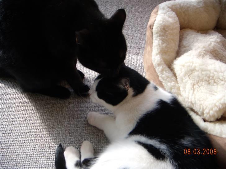 Huskat Mille billede 14