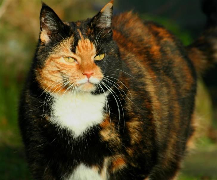 Huskat Misser billede 1