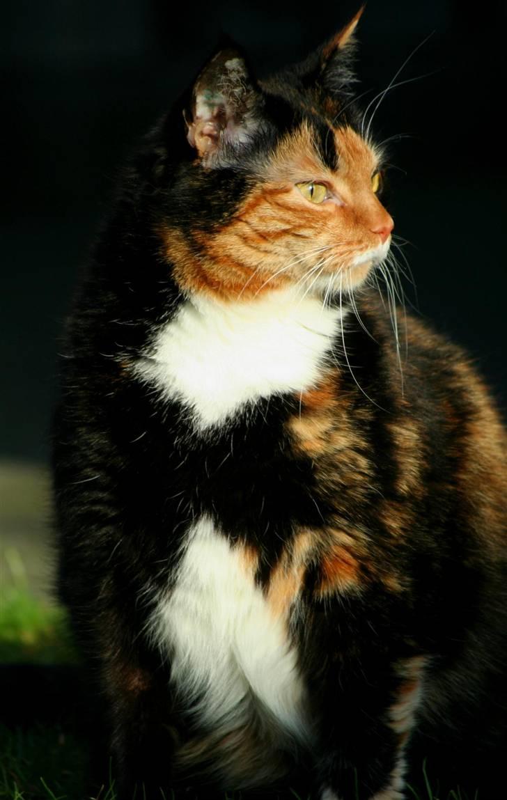 Huskat Misser billede 2