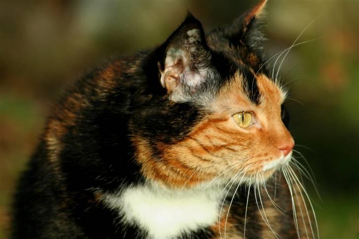 Huskat Misser billede 3