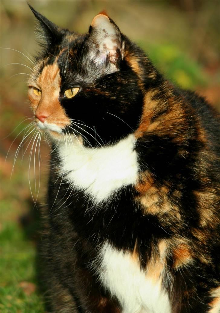 Huskat Misser billede 4