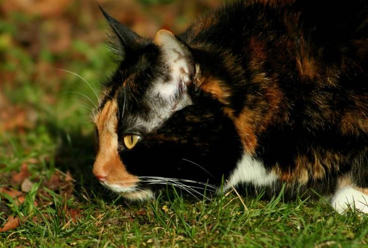 Huskat Misser billede 5