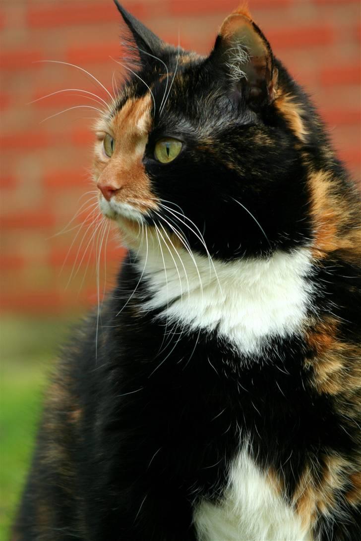 Huskat Misser billede 6