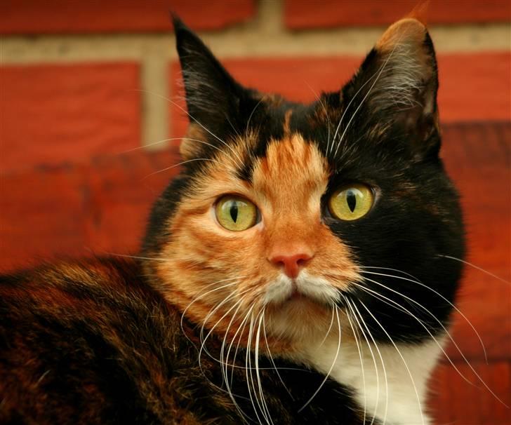 Huskat Misser billede 7