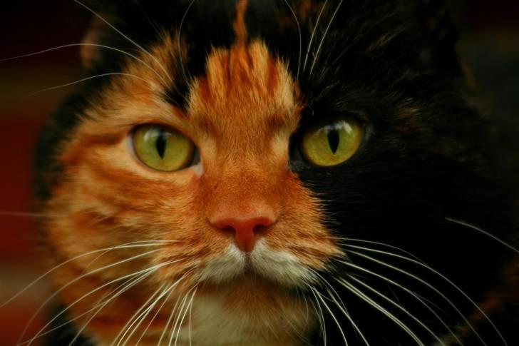 Huskat Misser billede 8