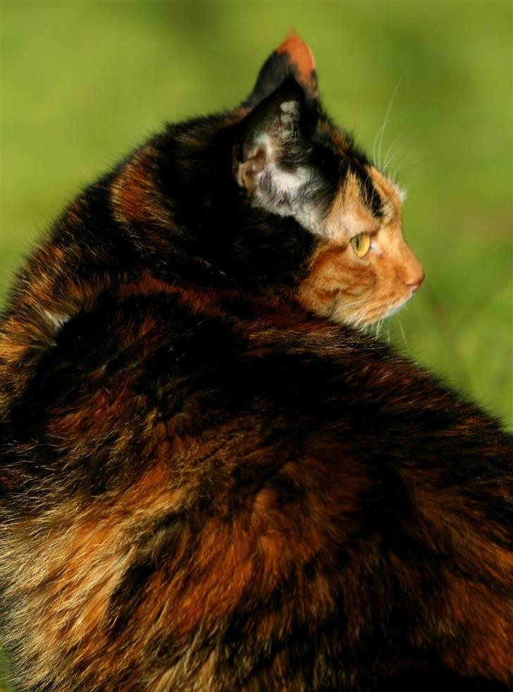 Huskat Misser billede 9