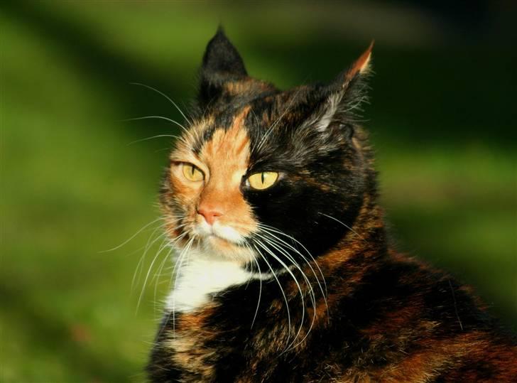 Huskat Misser billede 10