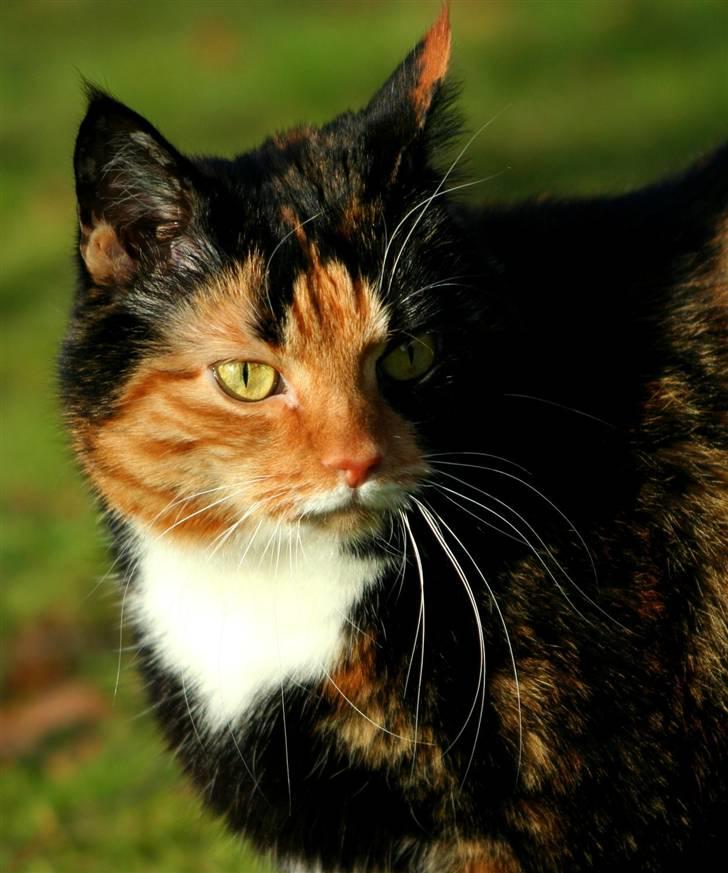 Huskat Misser billede 11