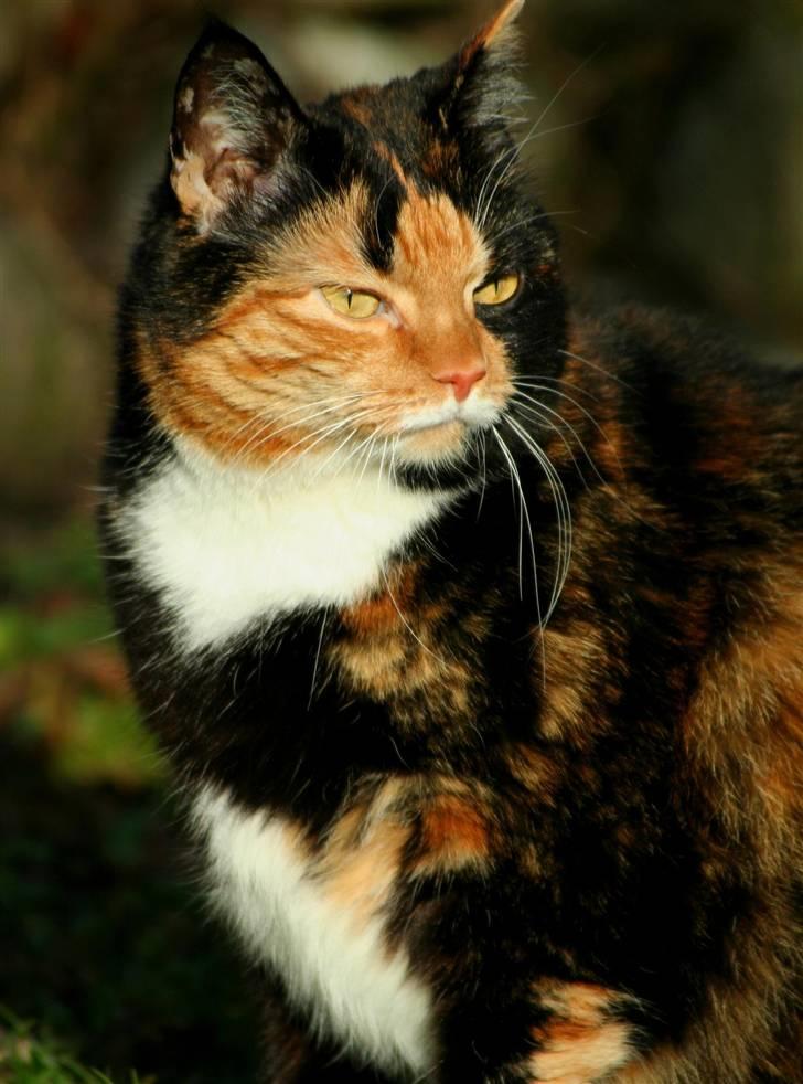 Huskat Misser billede 12