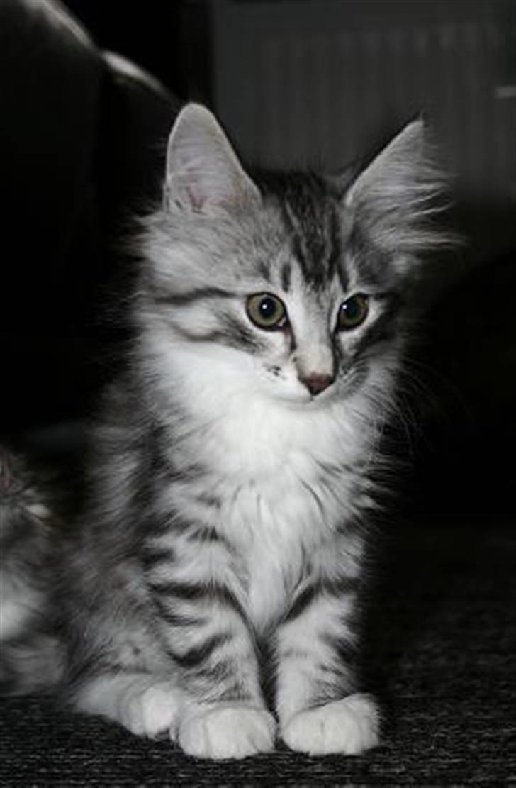 Norsk Skovkat Tyson billede 1