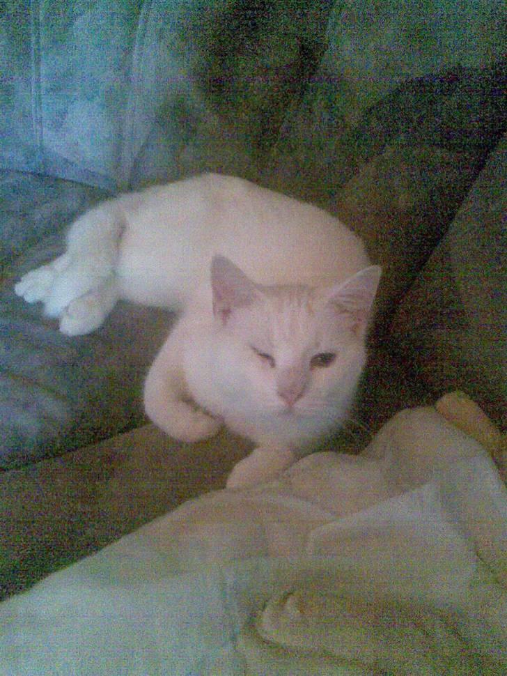 Huskat svend R:I:P 2006*    + billede 1