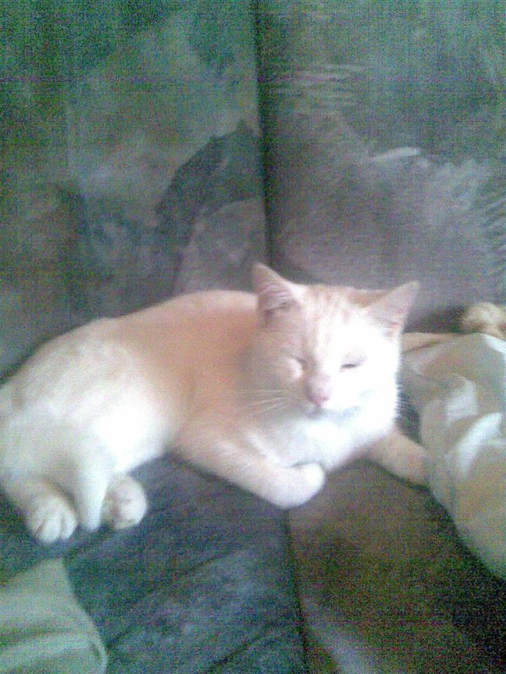 Huskat svend R:I:P 2006*    + billede 2