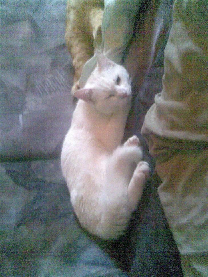 Huskat svend R:I:P 2006*    + billede 3