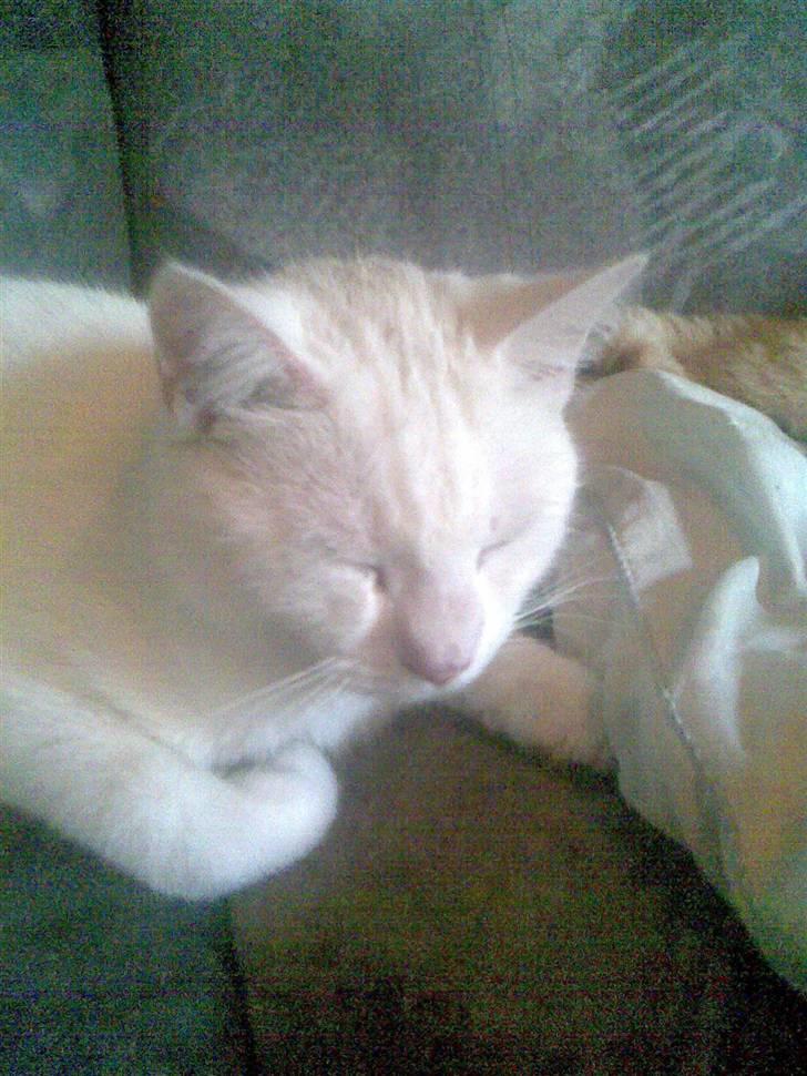 Huskat svend R:I:P 2006*    + billede 4