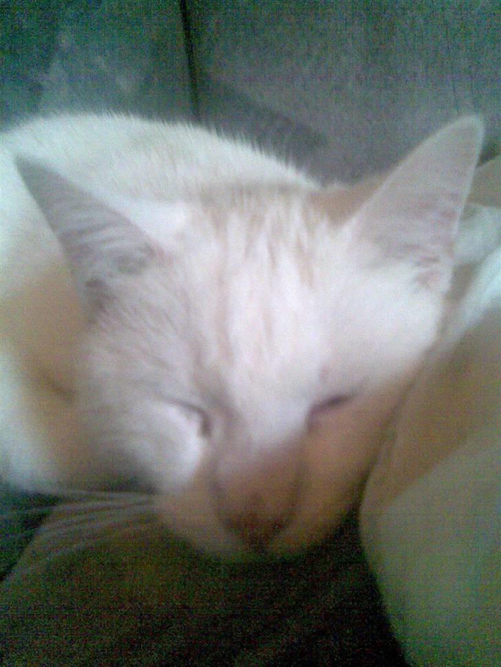 Huskat svend R:I:P 2006*    + billede 5