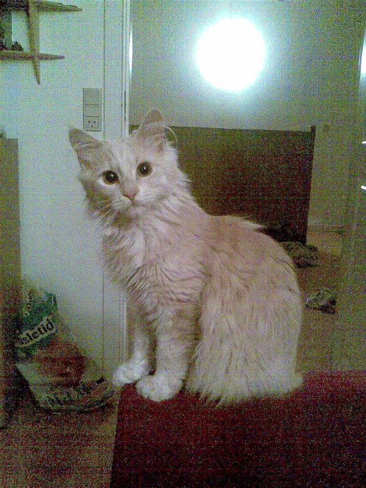 Blanding af racer pjuske R.I.P min elskede  billede 1