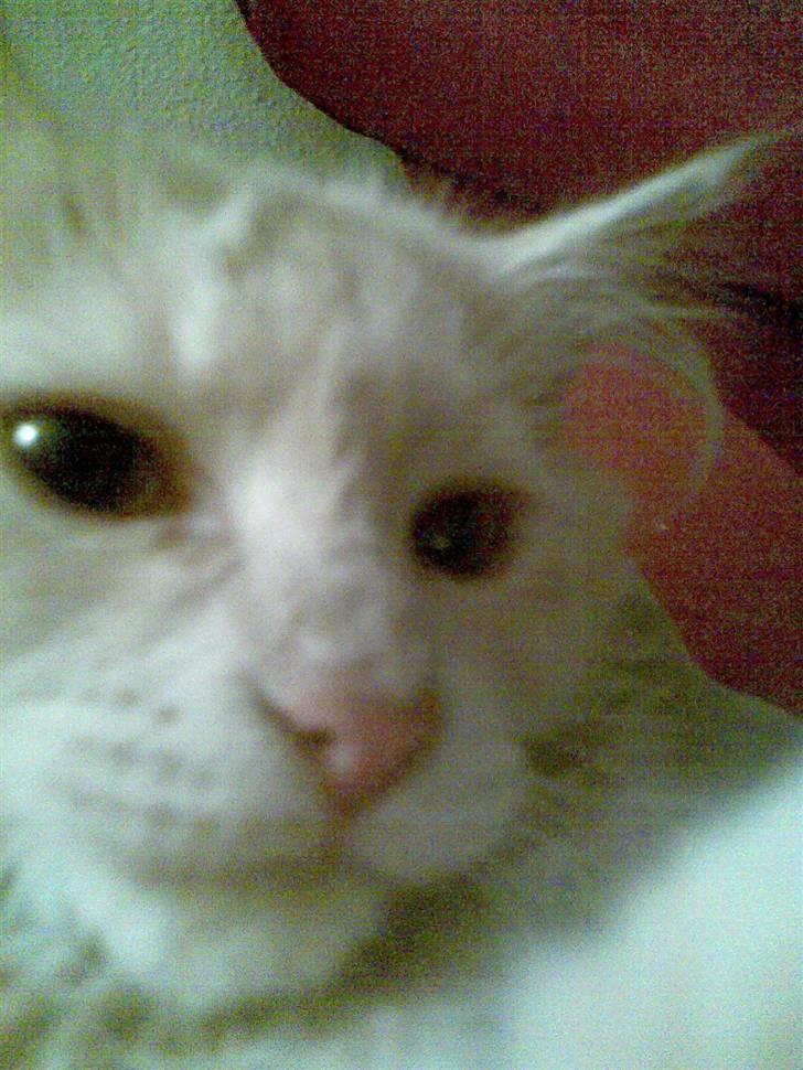 Blanding af racer pjuske R.I.P min elskede  billede 2