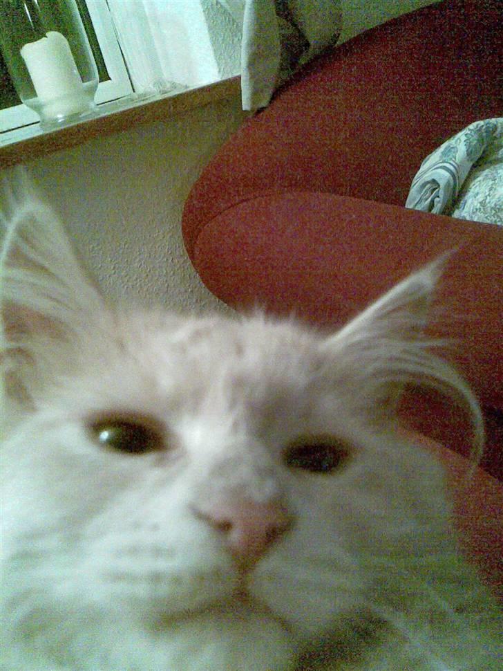 Blanding af racer pjuske R.I.P min elskede  billede 3