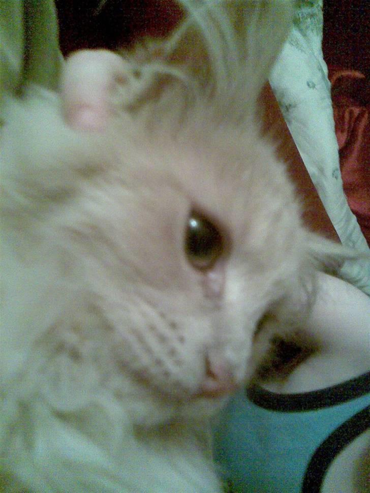 Blanding af racer pjuske R.I.P min elskede  billede 4