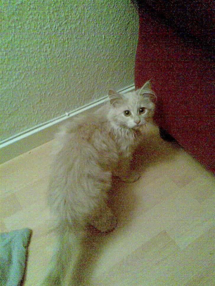 Blanding af racer pjuske R.I.P min elskede  billede 5