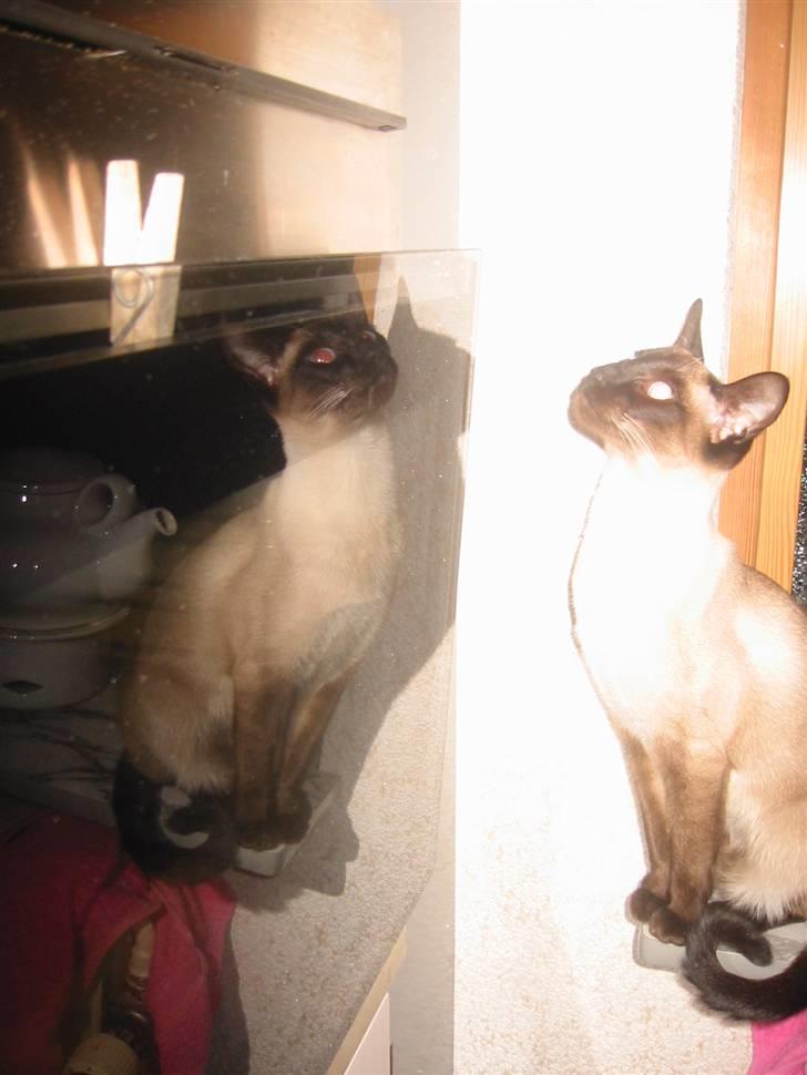 Siameser Mina  billede 1