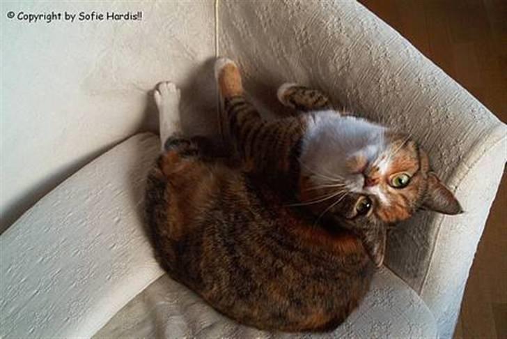 Huskat Frk. Pjevs billede 12