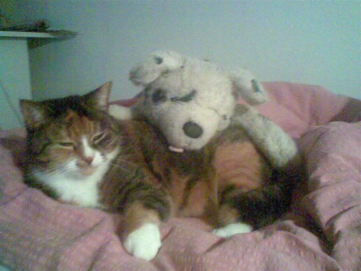 Huskat Frk. Pjevs billede 13