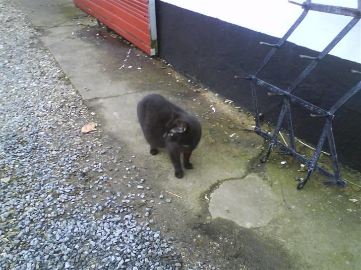 Blanding af racer Gismo billede 13